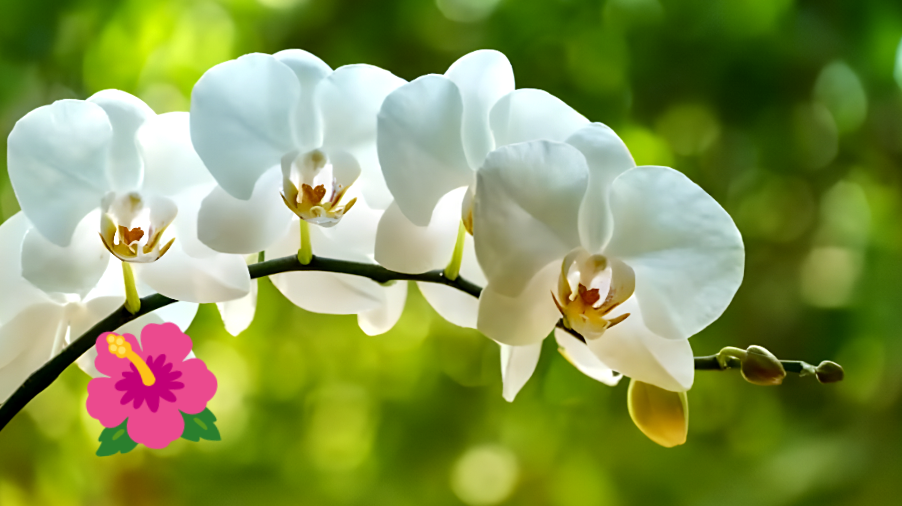 Segreti per orchidee rigogliose"